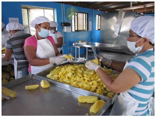 Fruticoop, Inc. workers in the Dominican Republic preparing pineapple to be dried.